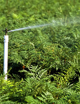 Watering Fern